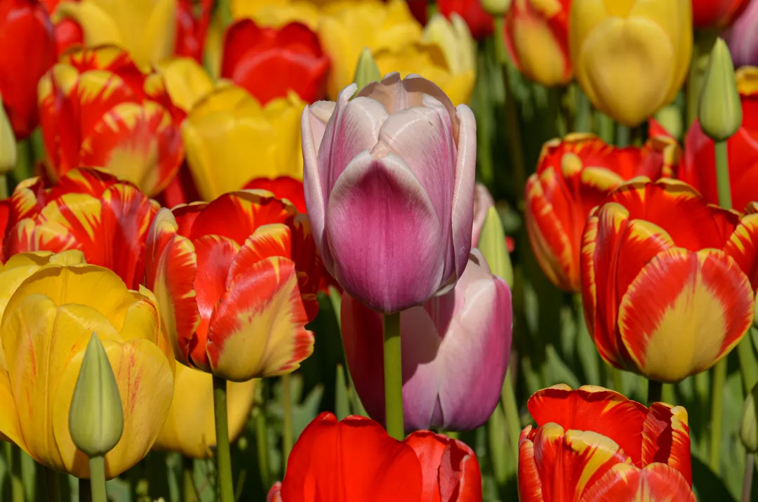 Tulipány a šeříky